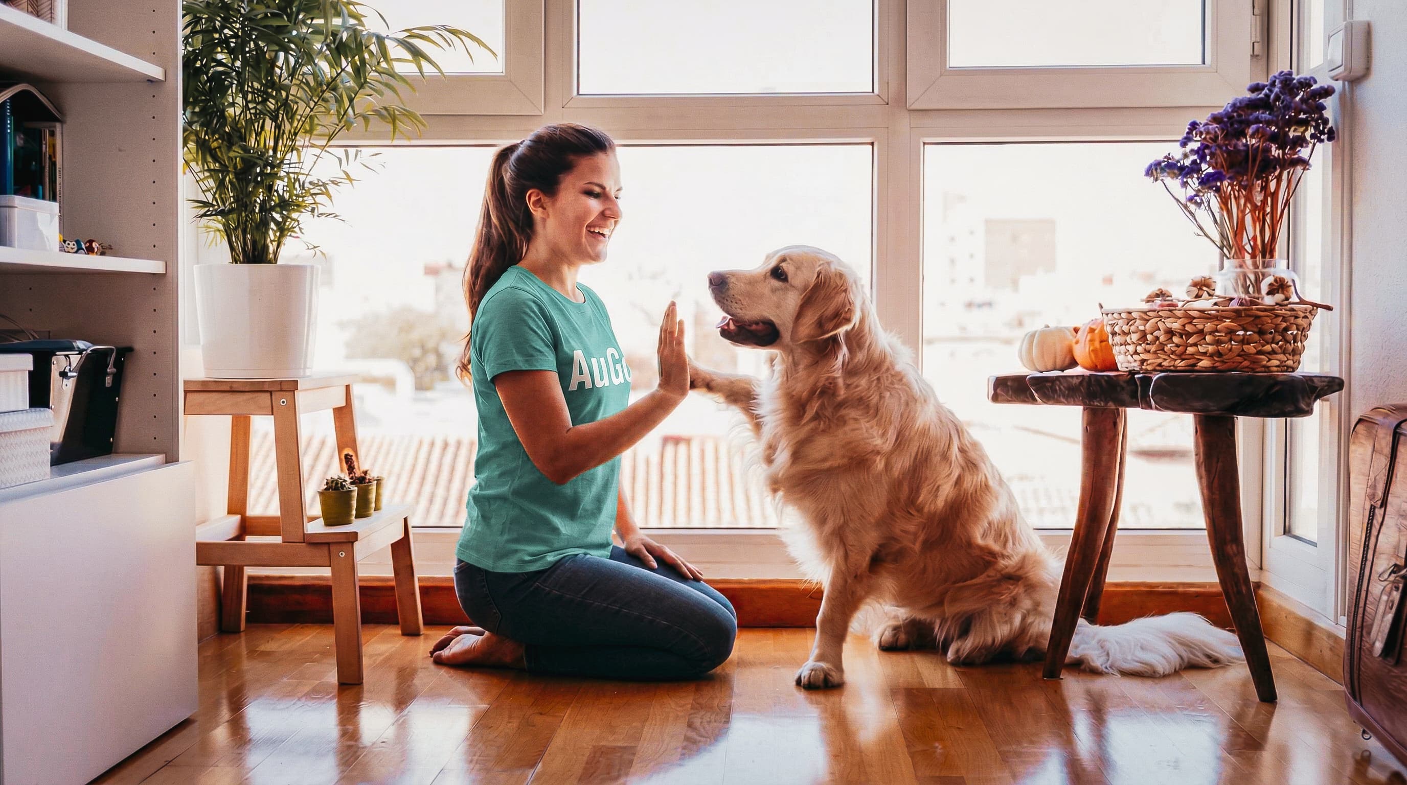 Cachorro durante uma atividade de adestramento em ambiente interno