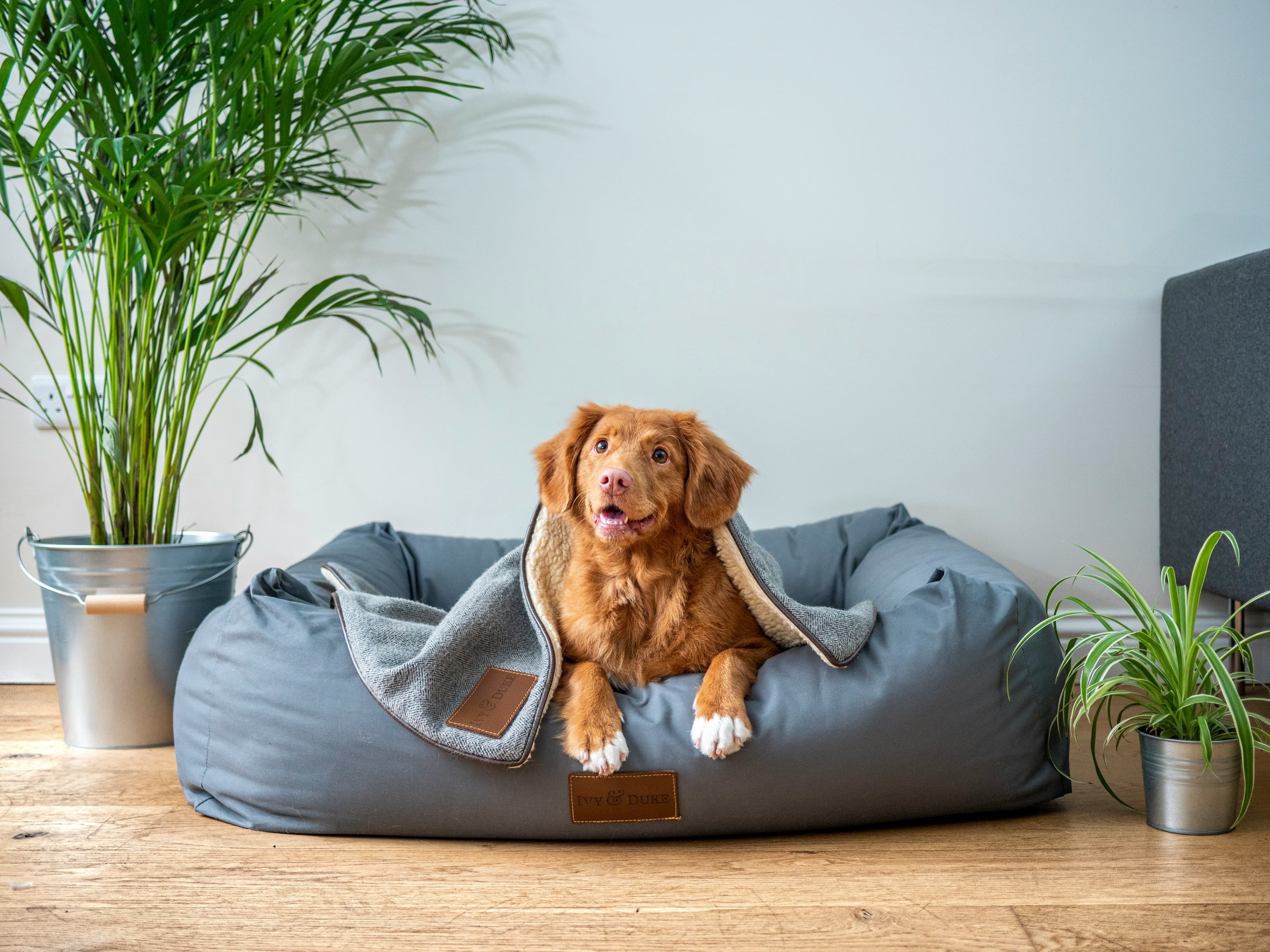 Cachorro descansando em um sofá
