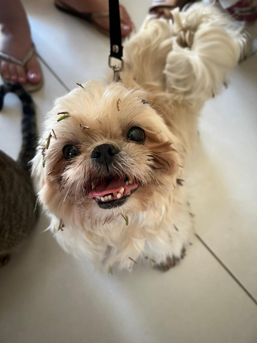 Cachorro bem cuidado e feliz após serviço pet da AuGo