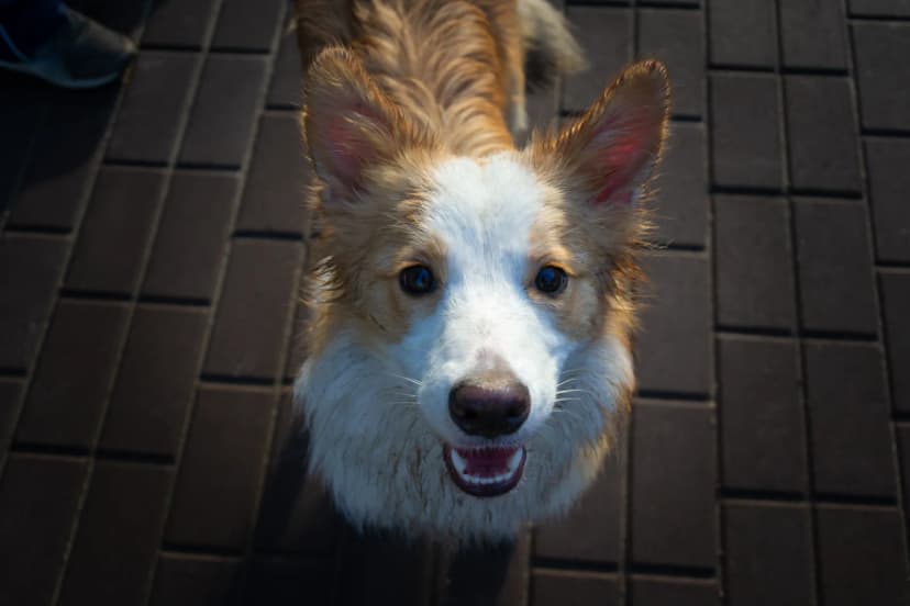 Cachorro bem cuidado e feliz após serviço pet da AuGo