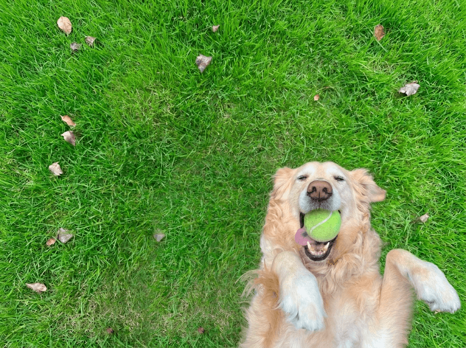 Cachorro brincando no gramado