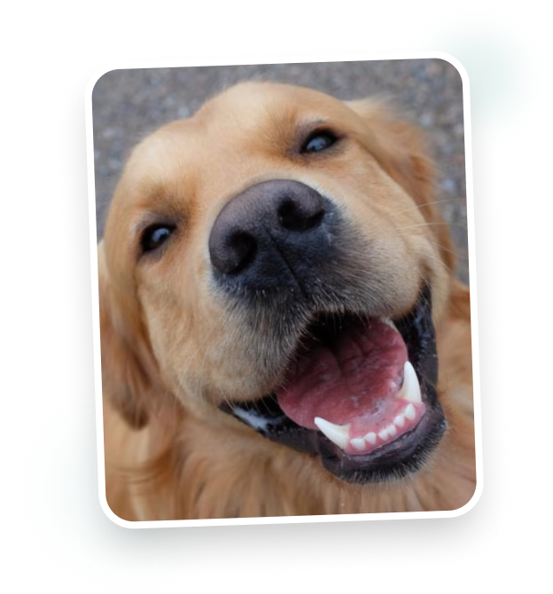 Pet sorrindo e comportado